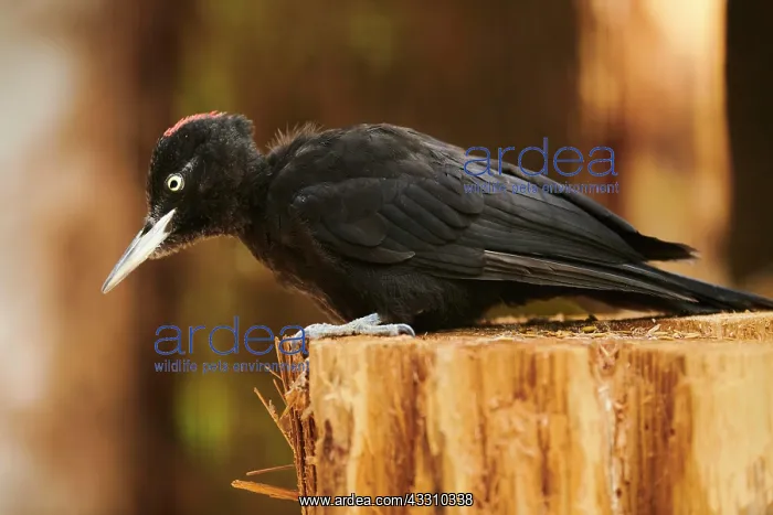 : Black woodpecker (Dryocopus martius) sitting on : Black woodpecker (Dryocopus martius) sitting on