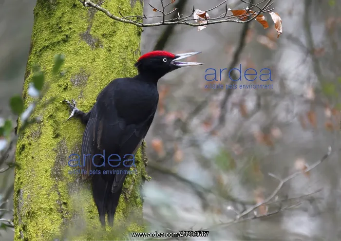 : Black woodpecker (Dryocopus martius) vocalizing : Black woodpecker (Dryocopus martius) vocalizing