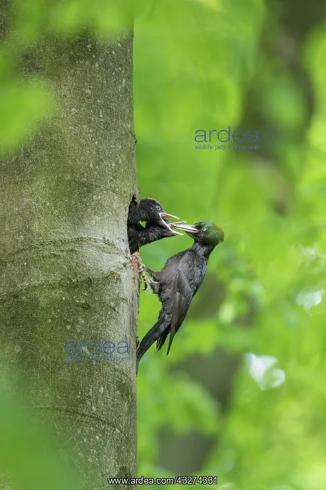 : Black Woodpecker - female feeding chicks at nest : Black Woodpecker - female feeding chicks at nest