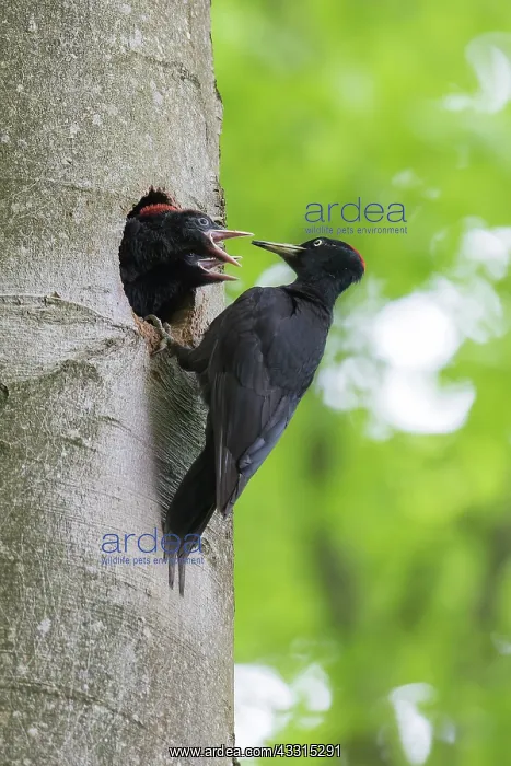 : Black Woodpecker - female feeding chicks at nest : Black Woodpecker - female feeding chicks at nest