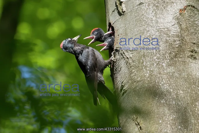 : Black Woodpecker - female feeding chicks at nest : Black Woodpecker - female feeding chicks at nest
