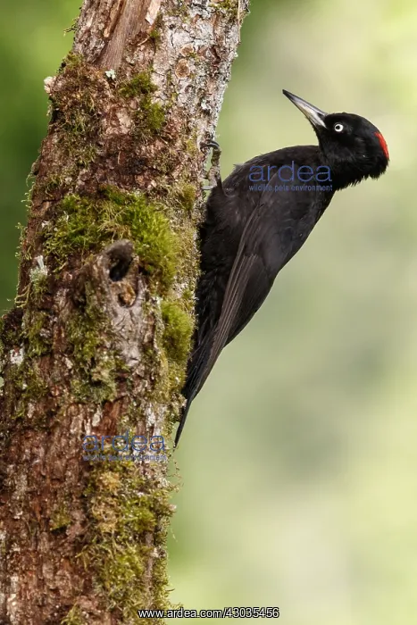  : Black woodpecker - female on forest - Castilla Leon, Spain