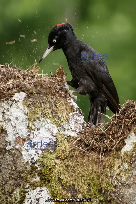 : Black woodpecker - female on forest - Castilla Leon, Spain : Black woodpecker - female on forest - Castilla Leon, Spain