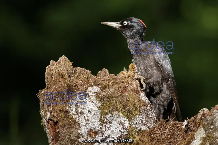 : Black woodpecker - female on forest - Castilla Leon, Spain : Black woodpecker - female on forest - Castilla Leon, Spain