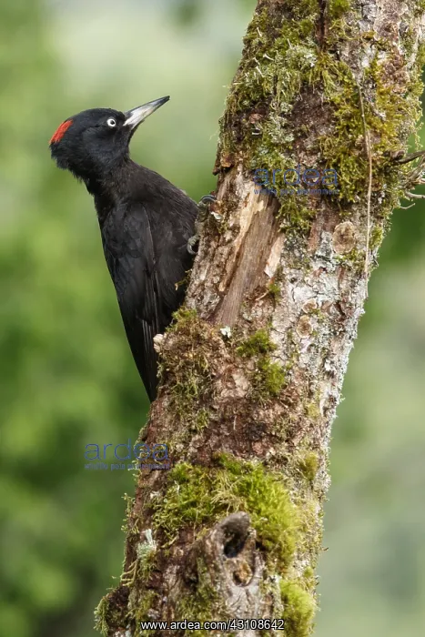 : Black woodpecker - female on forest - Castilla Leon, Spain : Black woodpecker - female on forest - Castilla Leon, Spain