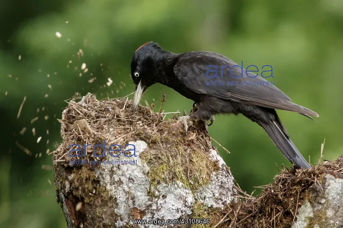 : Black woodpecker - female on forest - Castilla Leon, Spain : Black woodpecker - female on forest - Castilla Leon, Spain