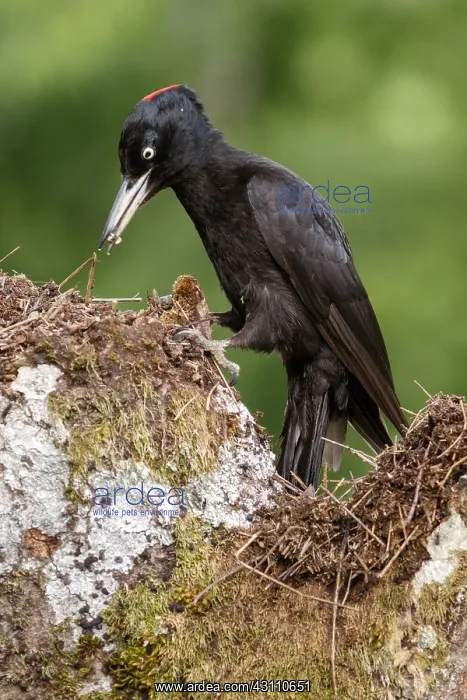 : Black woodpecker - female on forest - Castilla Leon, Spain : Black woodpecker - female on forest - Castilla Leon, Spain