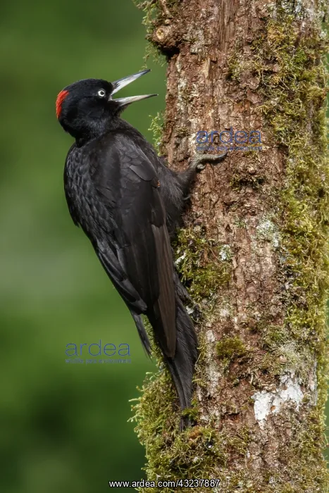 : Black woodpecker - female on forest - Castilla Leon, Spain : Black woodpecker - female on forest - Castilla Leon, Spain
