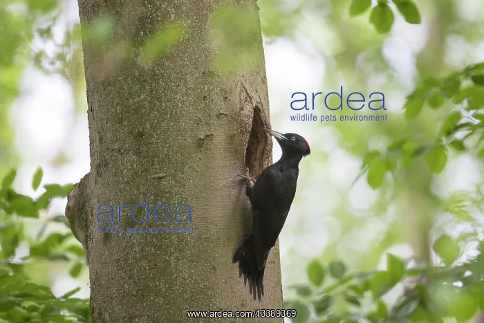 : Black Woodpecker female nest : Black Woodpecker female nest
