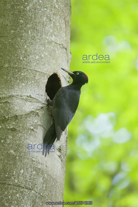 : Black Woodpecker - female at nest entrance - Germany : Black Woodpecker - female at nest entrance - Germany