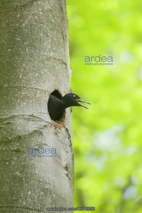 : Black Woodpecker - female at nest entrance - Germany : Black Woodpecker - female at nest entrance - Germany