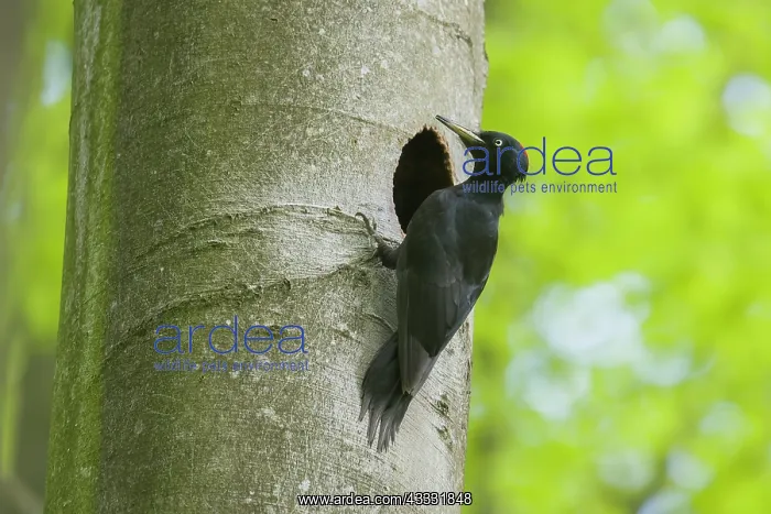 : Black Woodpecker - female at nest entrance - Germany : Black Woodpecker - female at nest entrance - Germany