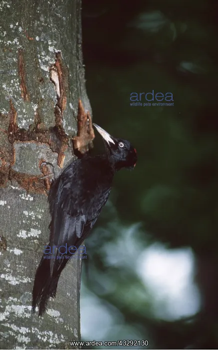 : BLACK WOODPECKER - female, on tree : BLACK WOODPECKER - female, on tree