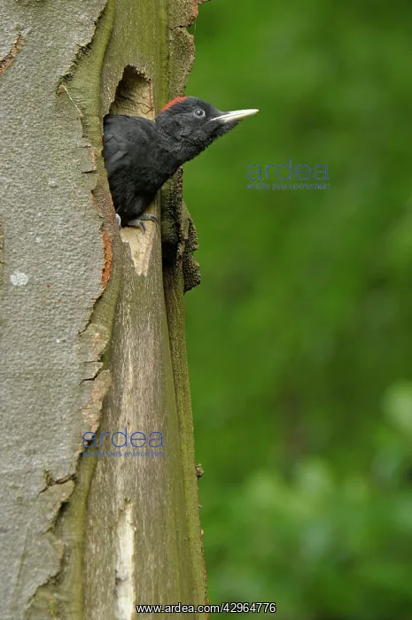  : Black Woodpecker - juvenile at nest hole in Beech