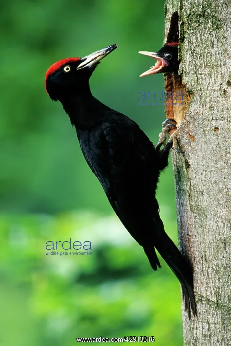 : Black Woodpecker - male bird at nest entrance with offspring : Black Woodpecker - male bird at nest entrance with offspring