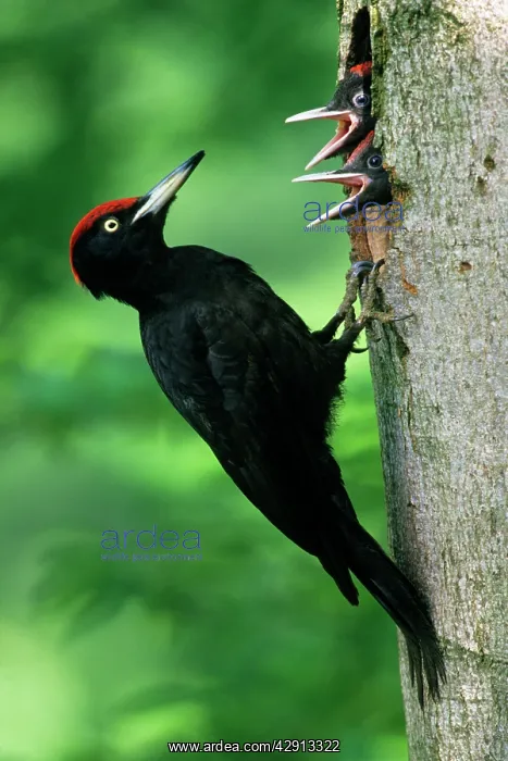: Black Woodpecker - male bird at nest entrance with offspring : Black Woodpecker - male bird at nest entrance with offspring
