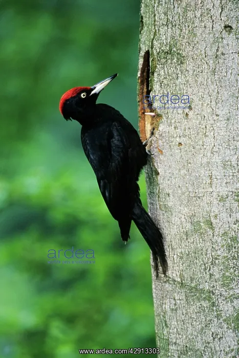 : Black Woodpecker - male bird at nest entrance in tree trunk : Black Woodpecker - male bird at nest entrance in tree trunk