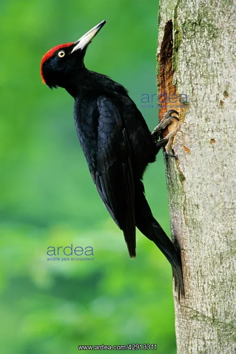 : Black Woodpecker - male bird at nest entrance in tree trunk : Black Woodpecker - male bird at nest entrance in tree trunk