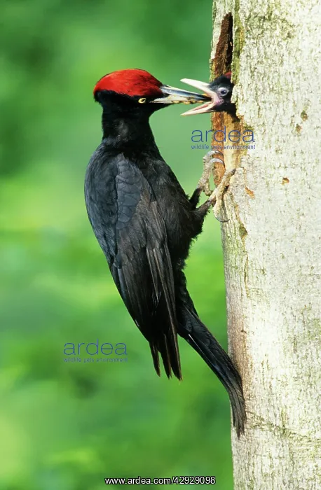 : Black WOODPECKER - Male feeding offspring at nest entrance : Black WOODPECKER - Male feeding offspring at nest entrance