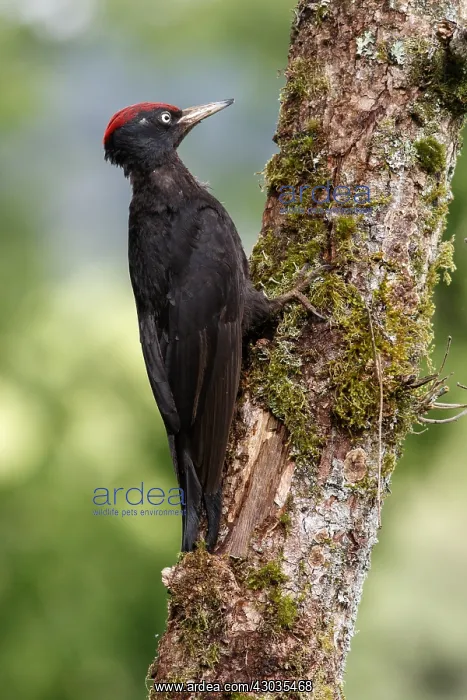 : Black woodpecker - male on forest - Castilla Leon, Spain : Black woodpecker - male on forest - Castilla Leon, Spain