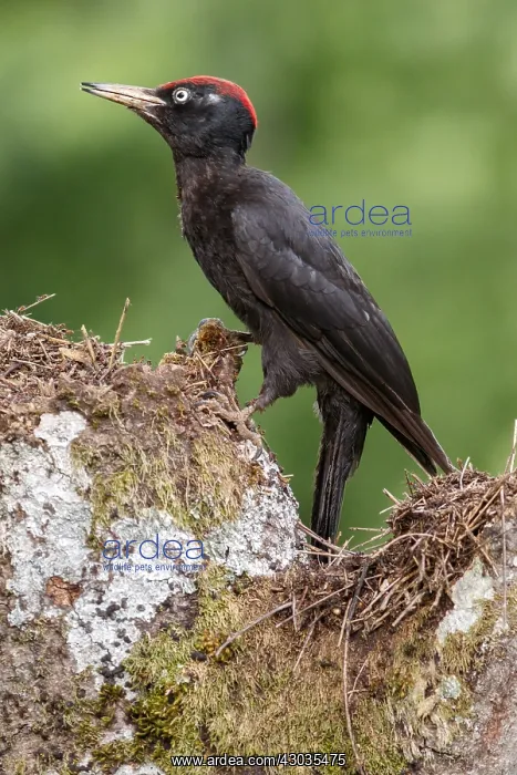 : Black woodpecker - male on forest - Castilla Leon, Spain : Black woodpecker - male on forest - Castilla Leon, Spain