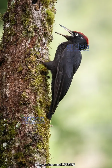 : Black woodpecker - male on forest - Castilla Leon, Spain : Black woodpecker - male on forest - Castilla Leon, Spain
