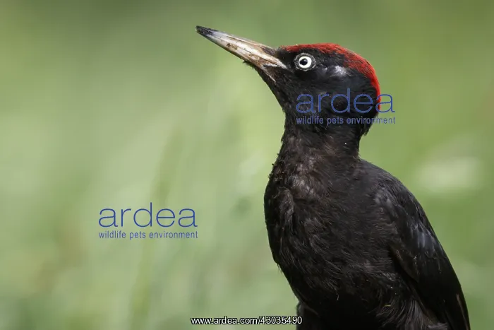 : Black woodpecker - male on forest - Castilla Leon, Spain : Black woodpecker - male on forest - Castilla Leon, Spain