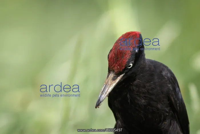 : Black woodpecker - male on forest - Castilla Leon, Spain : Black woodpecker - male on forest - Castilla Leon, Spain