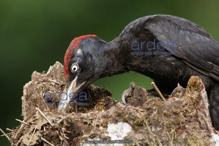 : Black woodpecker - male on forest - Castilla Leon, Spain : Black woodpecker - male on forest - Castilla Leon, Spain