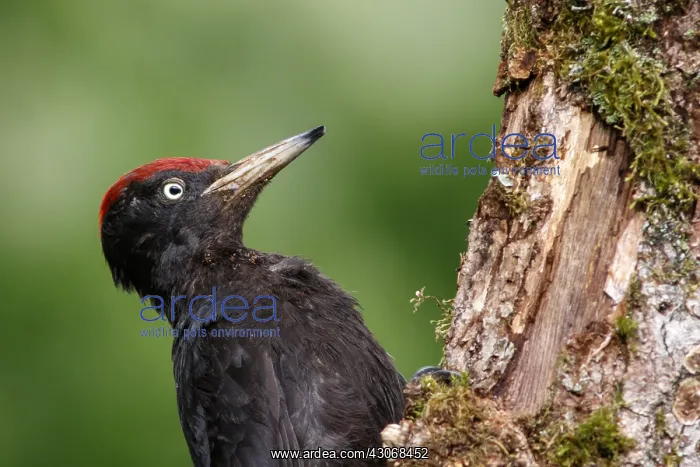 : Black woodpecker - male on forest - Castilla Leon, Spain : Black woodpecker - male on forest - Castilla Leon, Spain