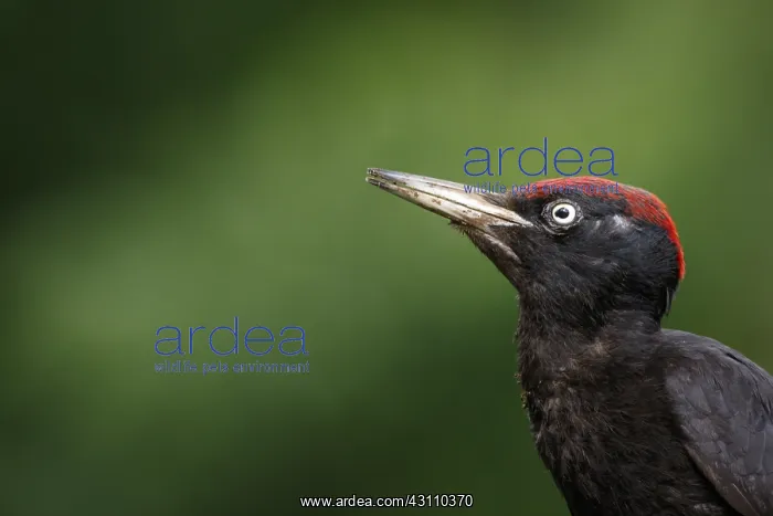 : Black woodpecker - male on forest - Castilla Leon, Spain : Black woodpecker - male on forest - Castilla Leon, Spain