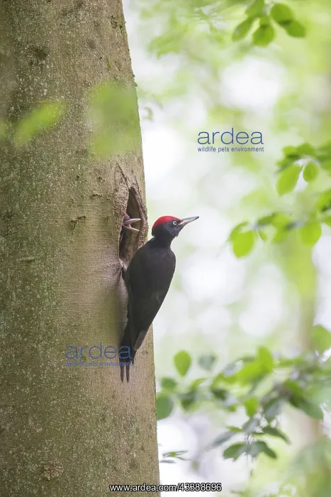  : Black Woodpecker male nest