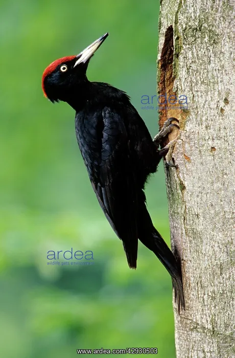 : Black WOODPECKER - Male at nest entrance : Black WOODPECKER - Male at nest entrance