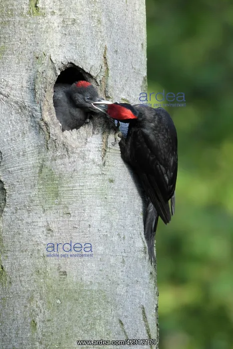 : Black Woodpecker - male at nest entrance feeding chick : Black Woodpecker - male at nest entrance feeding chick