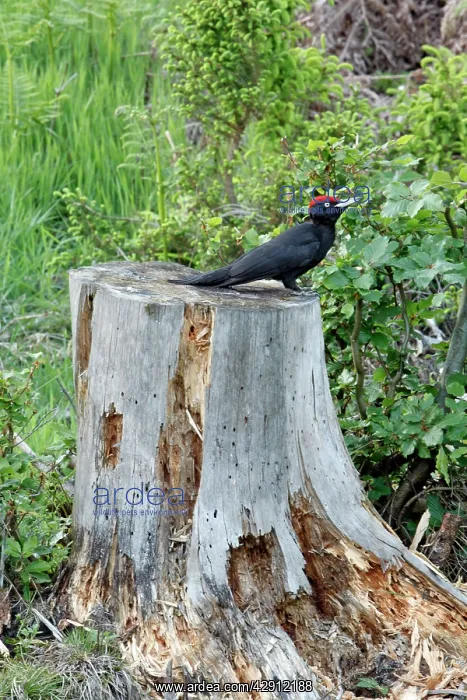 : Black Woodpecker - male resting on decaying fir : Black Woodpecker - male resting on decaying fir