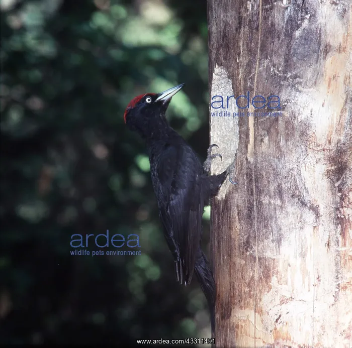 : Black WOODPECKER - AT NEST : Black WOODPECKER - AT NEST