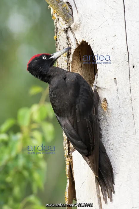 : Black woodpecker - at nest hole - Romania : Black woodpecker - at nest hole - Romania