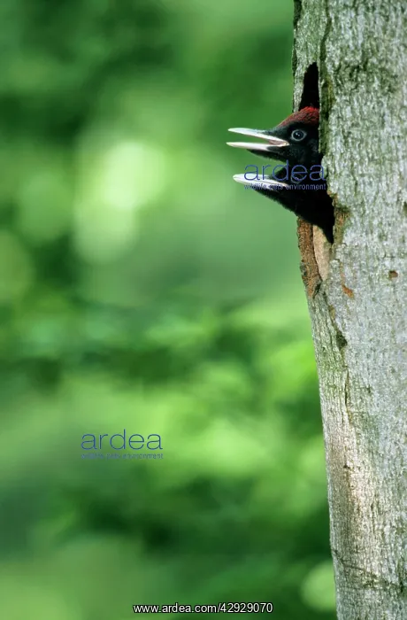 : Black WOODPECKER - Offspring at nest entrance : Black WOODPECKER - Offspring at nest entrance