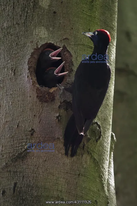 : Black woodpeckers (Dryocopus martius), adult bird : Black woodpeckers (Dryocopus martius), adult bird
