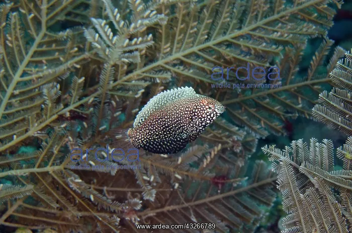 : Black Wrasse by Hydroids - Emerald dive site, Seraya : Black Wrasse by Hydroids - Emerald dive site, Seraya