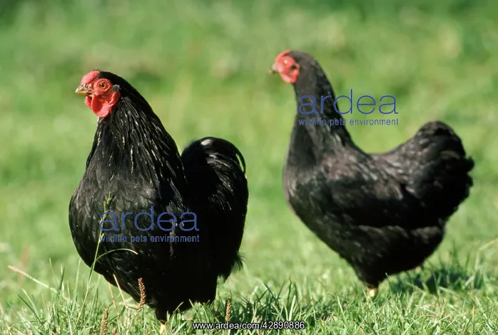 : Black Wyandotte Chicken - cock & hen, domestic fowl : Black Wyandotte Chicken - cock & hen, domestic fowl