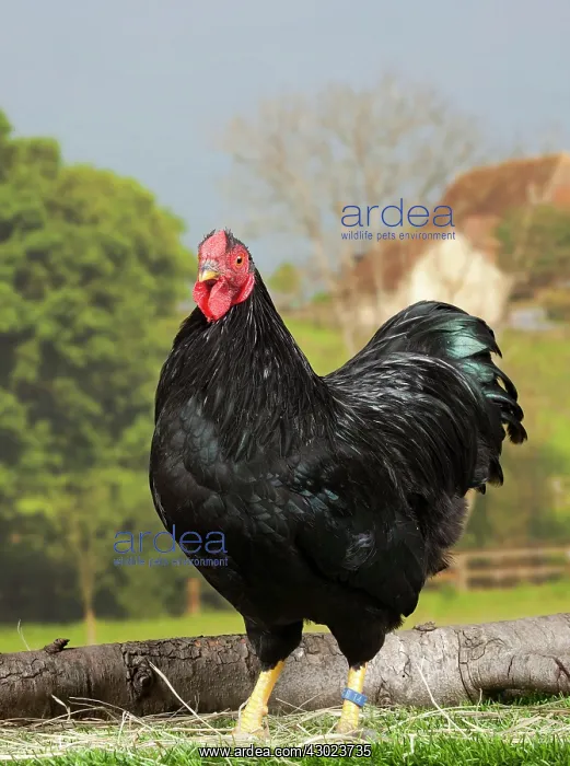  : Black Wyandotte Chicken Cockerel
