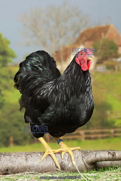  : Black Wyandotte Chicken Cockerel