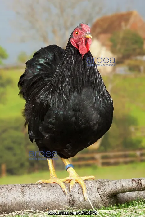  : Black Wyandotte Chicken Cockerel