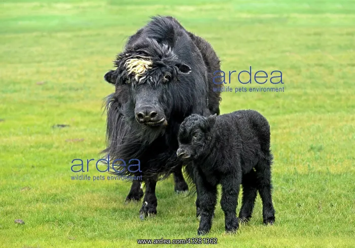 : Black Yak Cow (Bos mutus) with Calf, Orchon Valley : Black Yak Cow (Bos mutus) with Calf, Orchon Valley