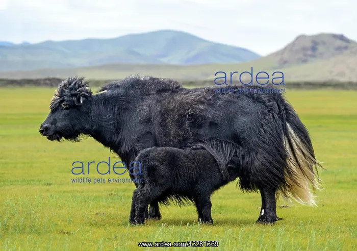 : Black Yak Cow (Bos mutus) with Calf, Orchon Valley : Black Yak Cow (Bos mutus) with Calf, Orchon Valley