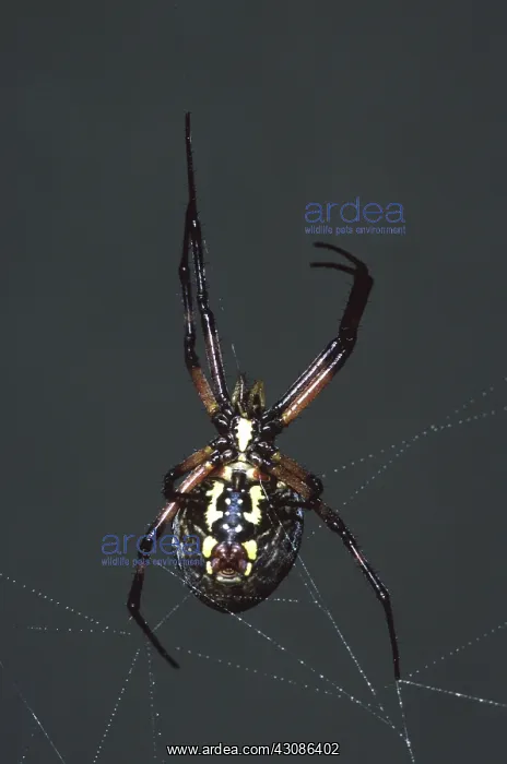 : Black and Yellow Argiope : Black and Yellow Argiope