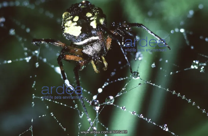 : Black and Yellow Argiope : Black and Yellow Argiope