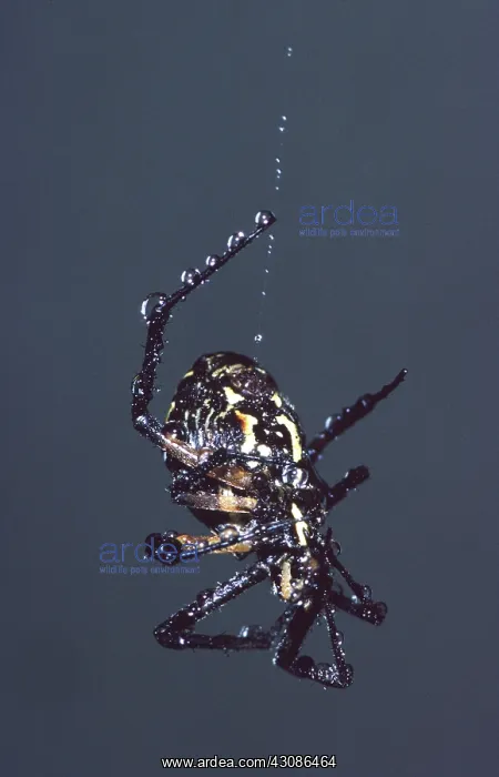 : Black and Yellow Argiope : Black and Yellow Argiope
