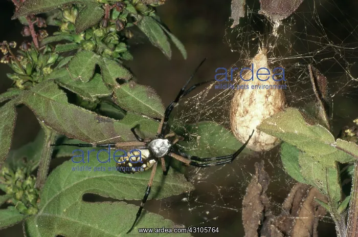 : Black and Yellow Argiope : Black and Yellow Argiope